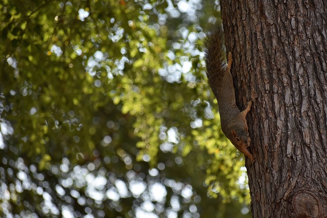 对优势击败 对优势击败