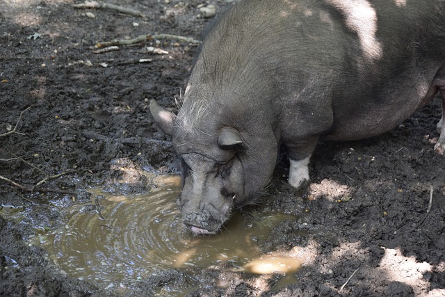 他的身体语 他的身体语